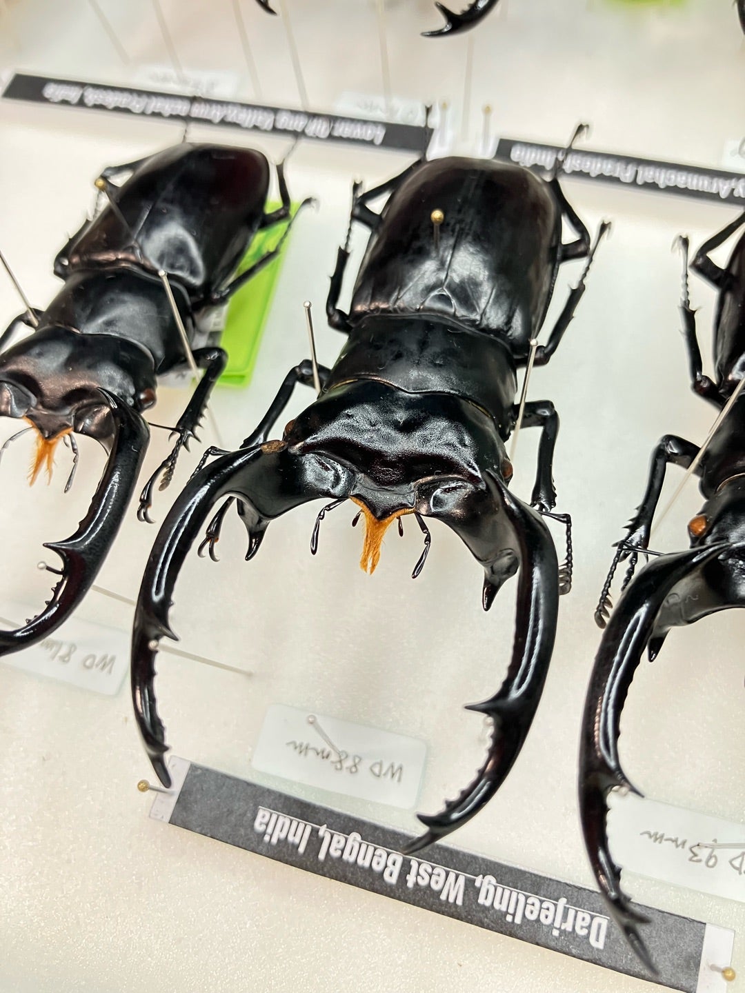 ウエストウッディ | 【FwooD】昆虫標本専門店 ブログ