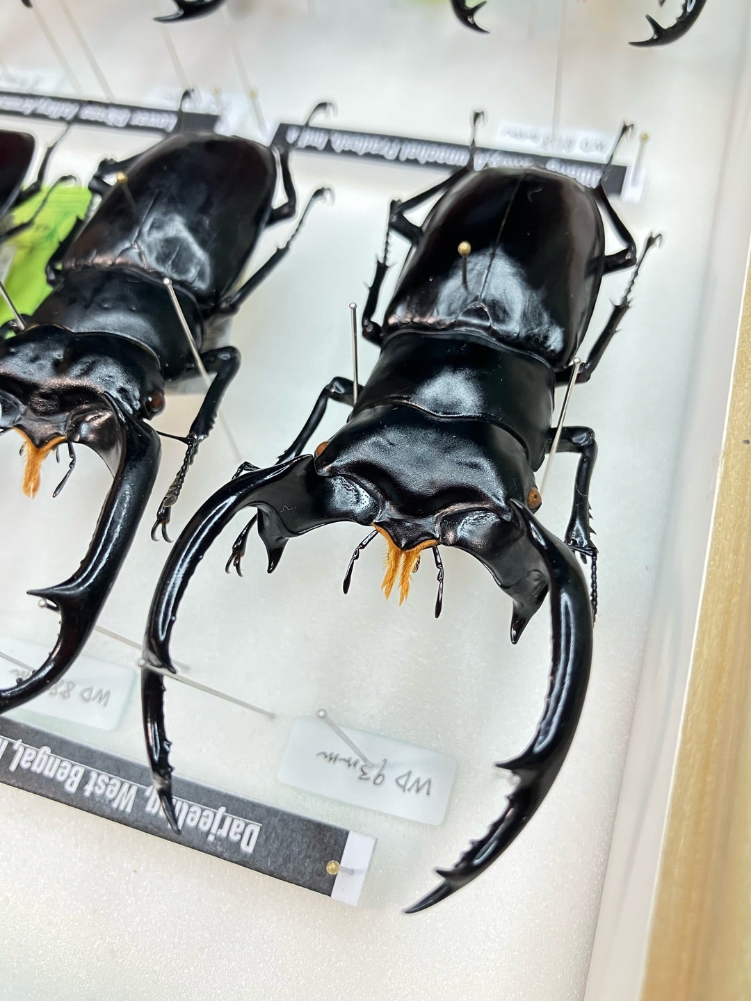 ウエストウッディ | 【FwooD】昆虫標本専門店 ブログ