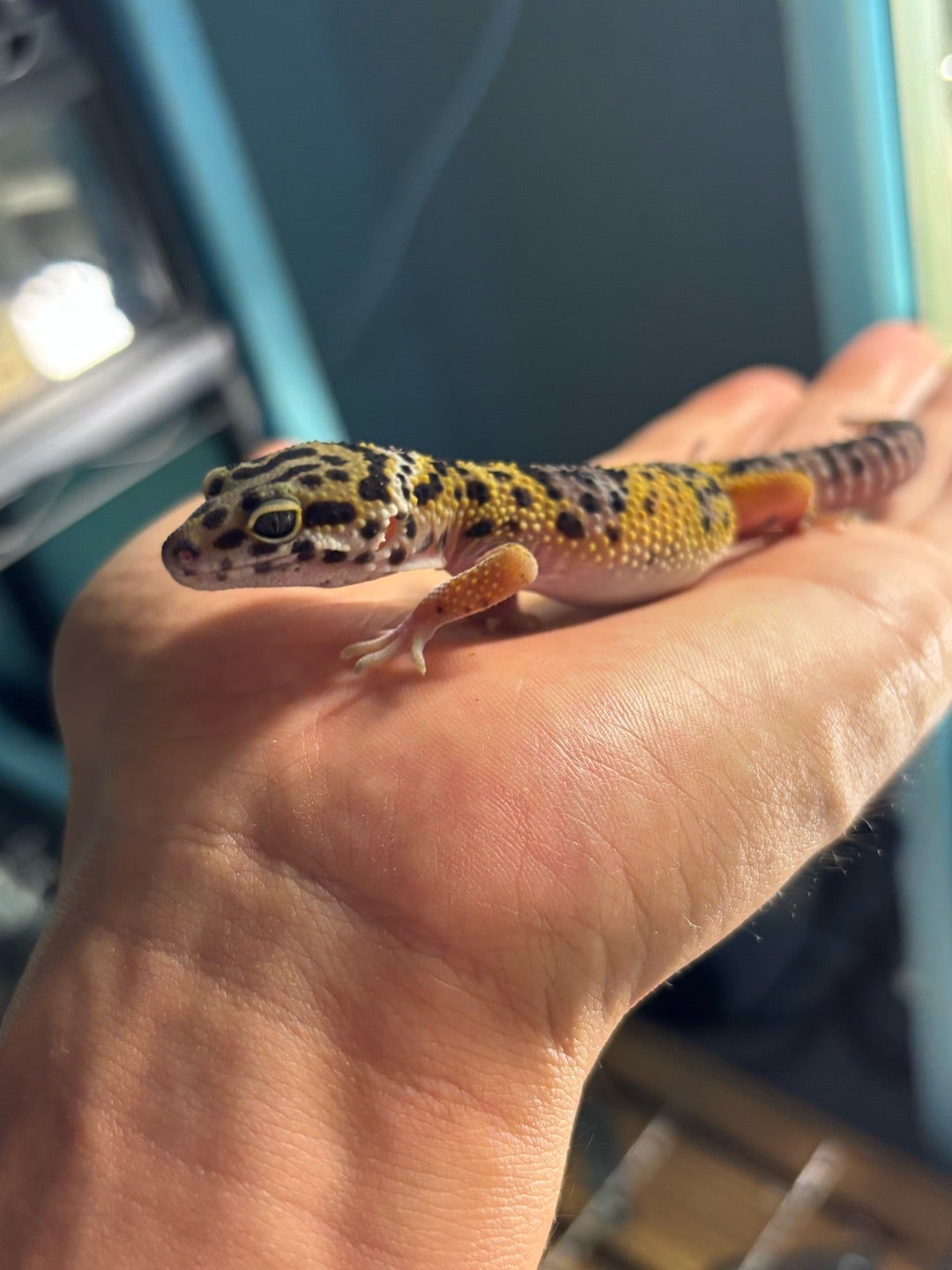 ヒートケーブル。 | 凪reptile 〜賑やかな爬虫類園〜