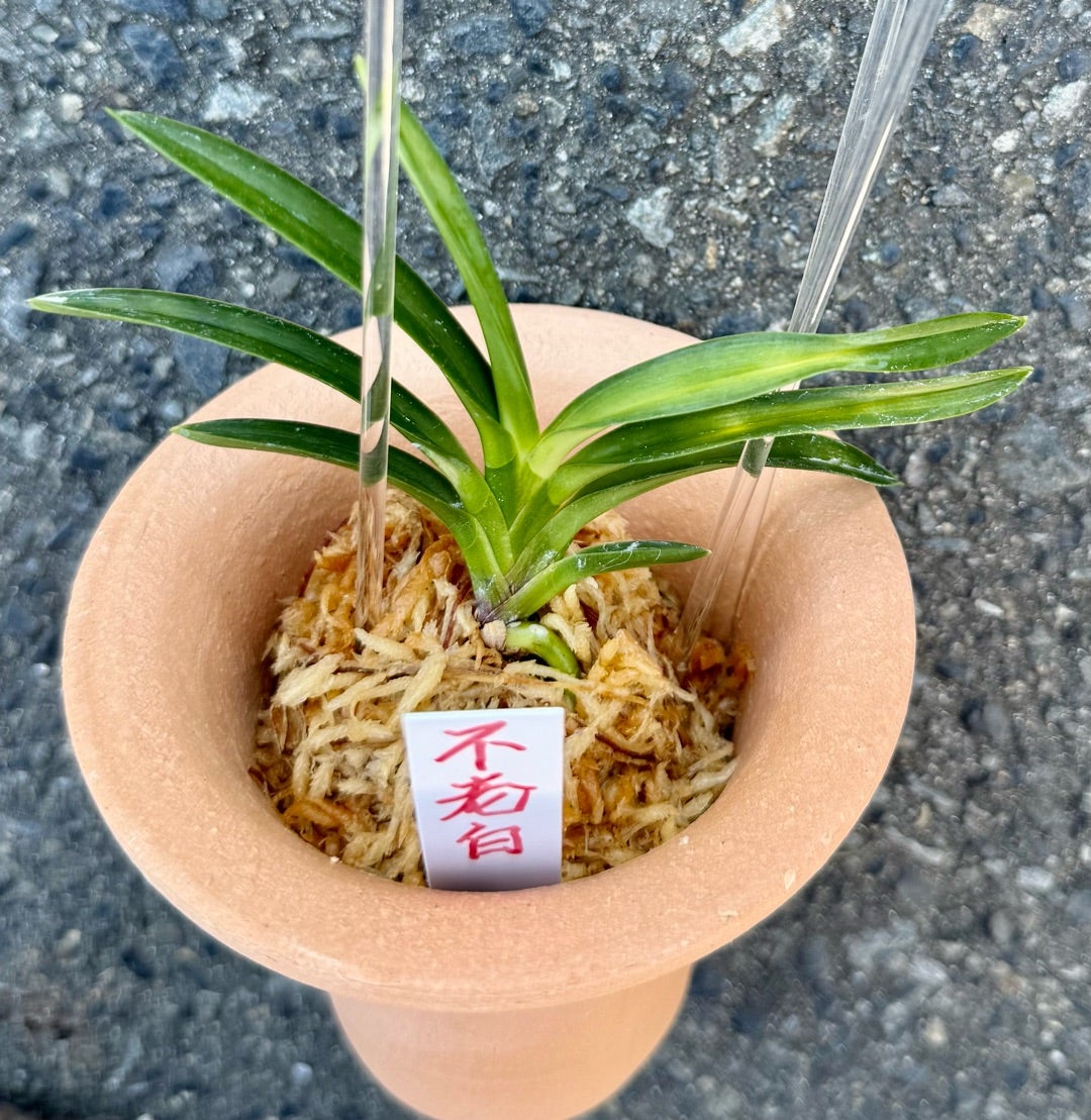 富貴蘭【不老白) | 富貴蘭を楽しんでブログ