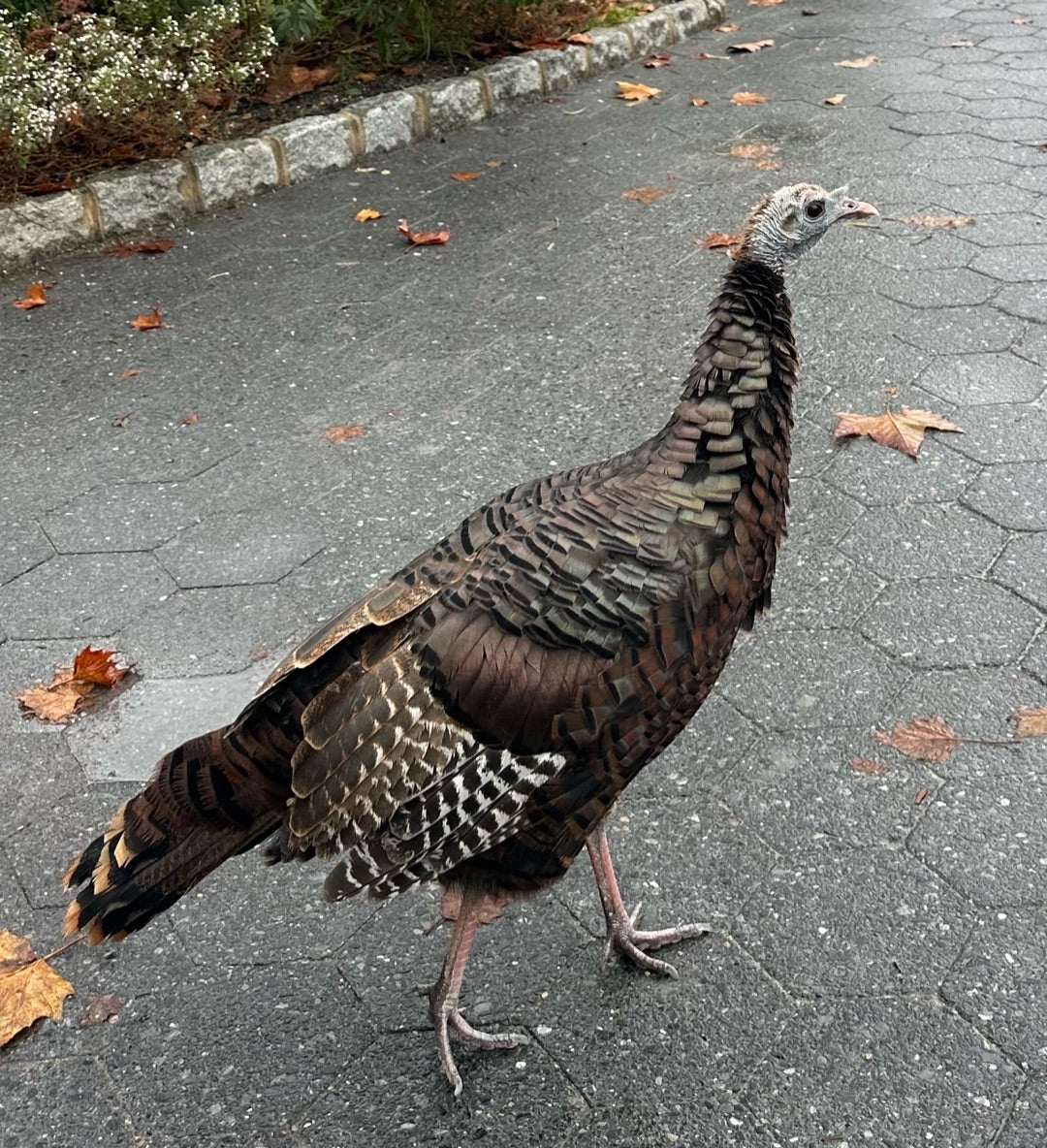 七面鳥が、、、、 | Sunny Side of The Street in New York City