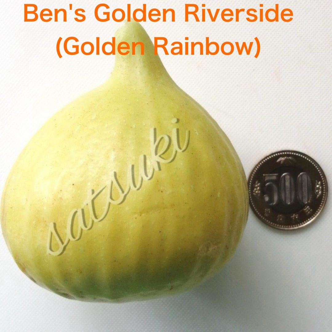 探しまくったニューフェイスイチジク苗木*(^o^)/*》《一日で赤黒く