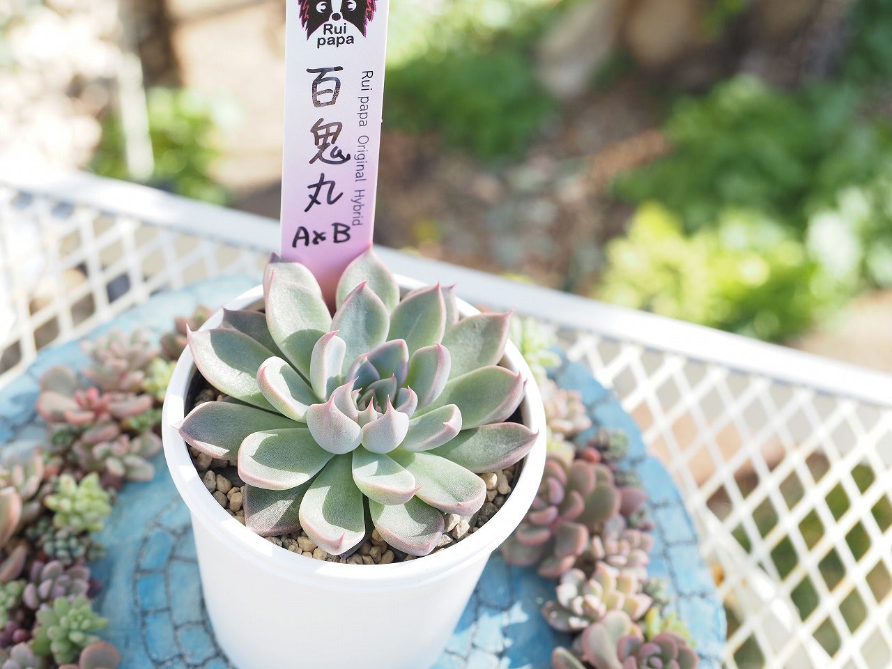 爆買い！週末に多肉狩りした多肉たち | ブログ版Olive&SucculentGarden