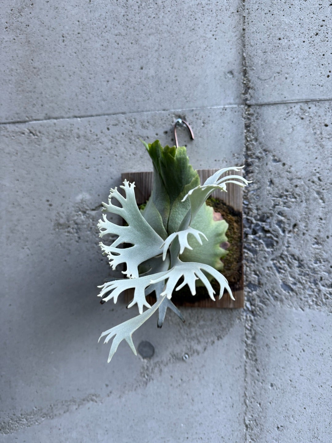 その後のビカクシダ ジェニー（P. willinckii Jenny TC) ②