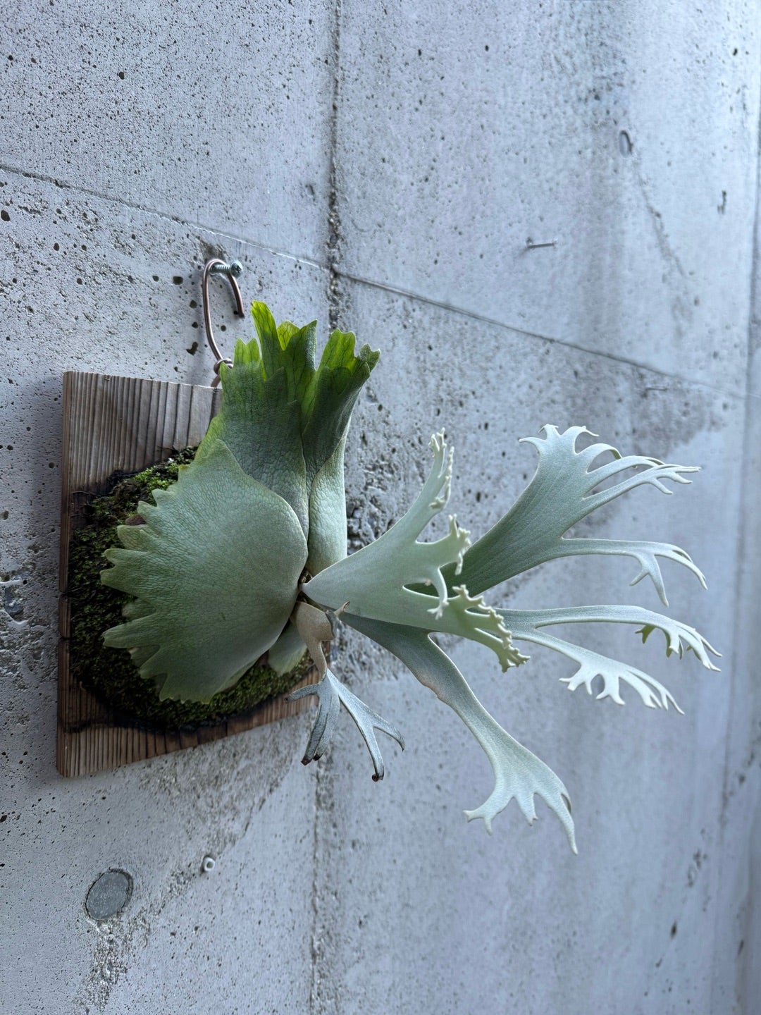 その後のビカクシダ ジェニー（P. willinckii Jenny TC) ②