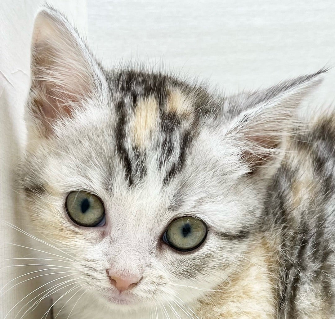 わんちゃん、ねこちゃん入舎情報!!① | かねだい八千代店のブログnew!