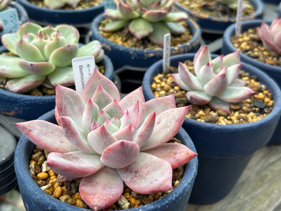 ホーリンゼ | TJの多肉奮闘記