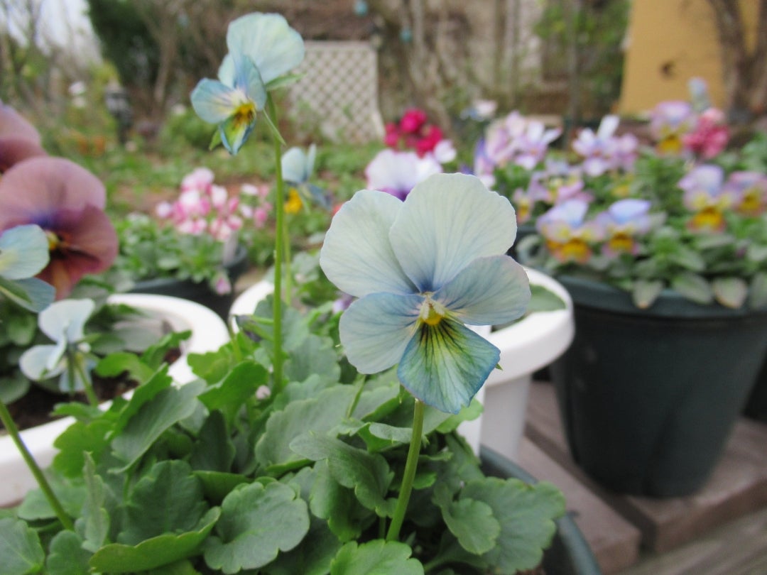 花苗うえたさんのビオラ＆パンジー、すみれ図鑑 | イングリッシュ