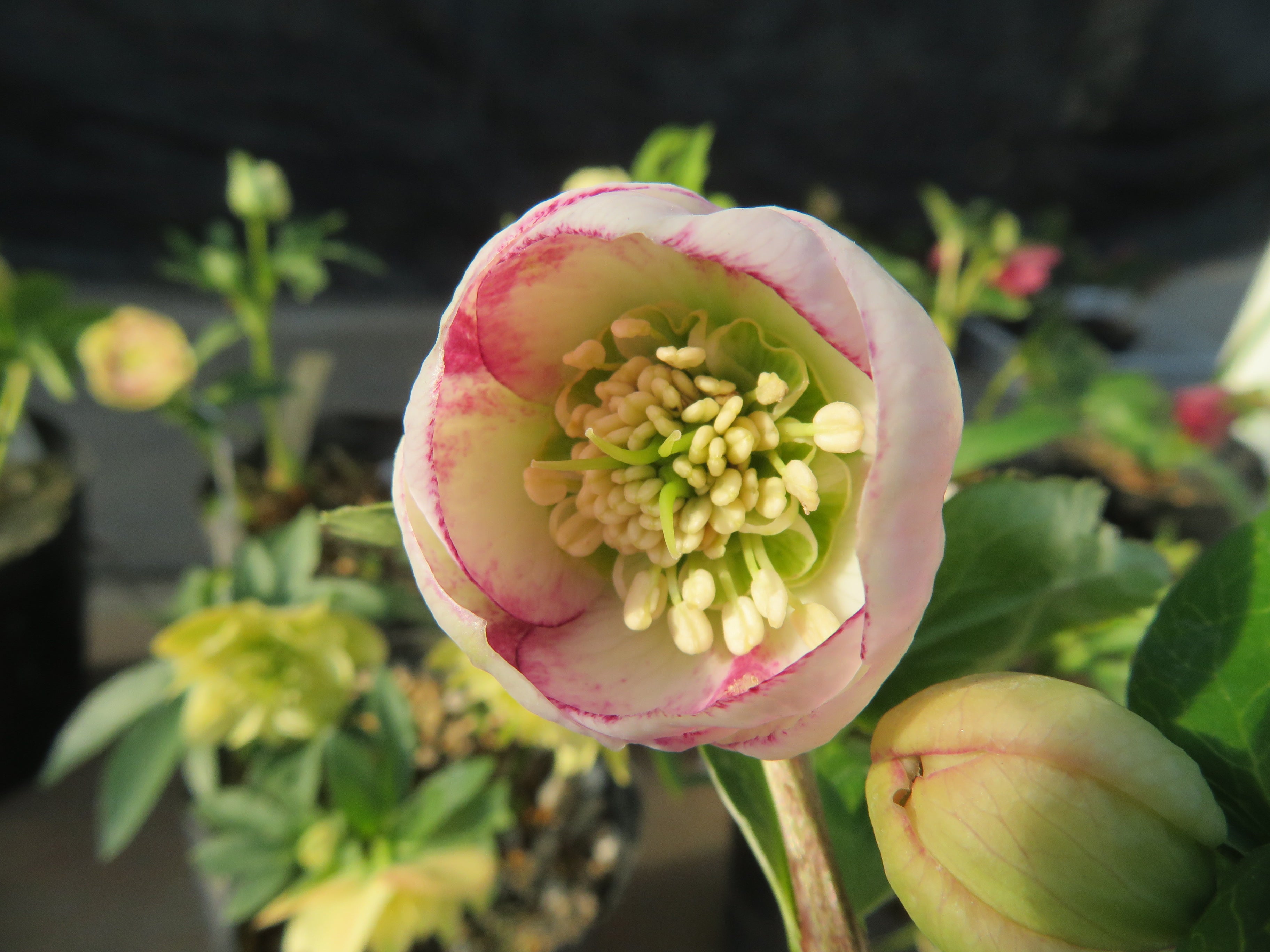 今日のクリスマスローズ 12月20日 o(*^▽^*)o | 加藤農園のブログ