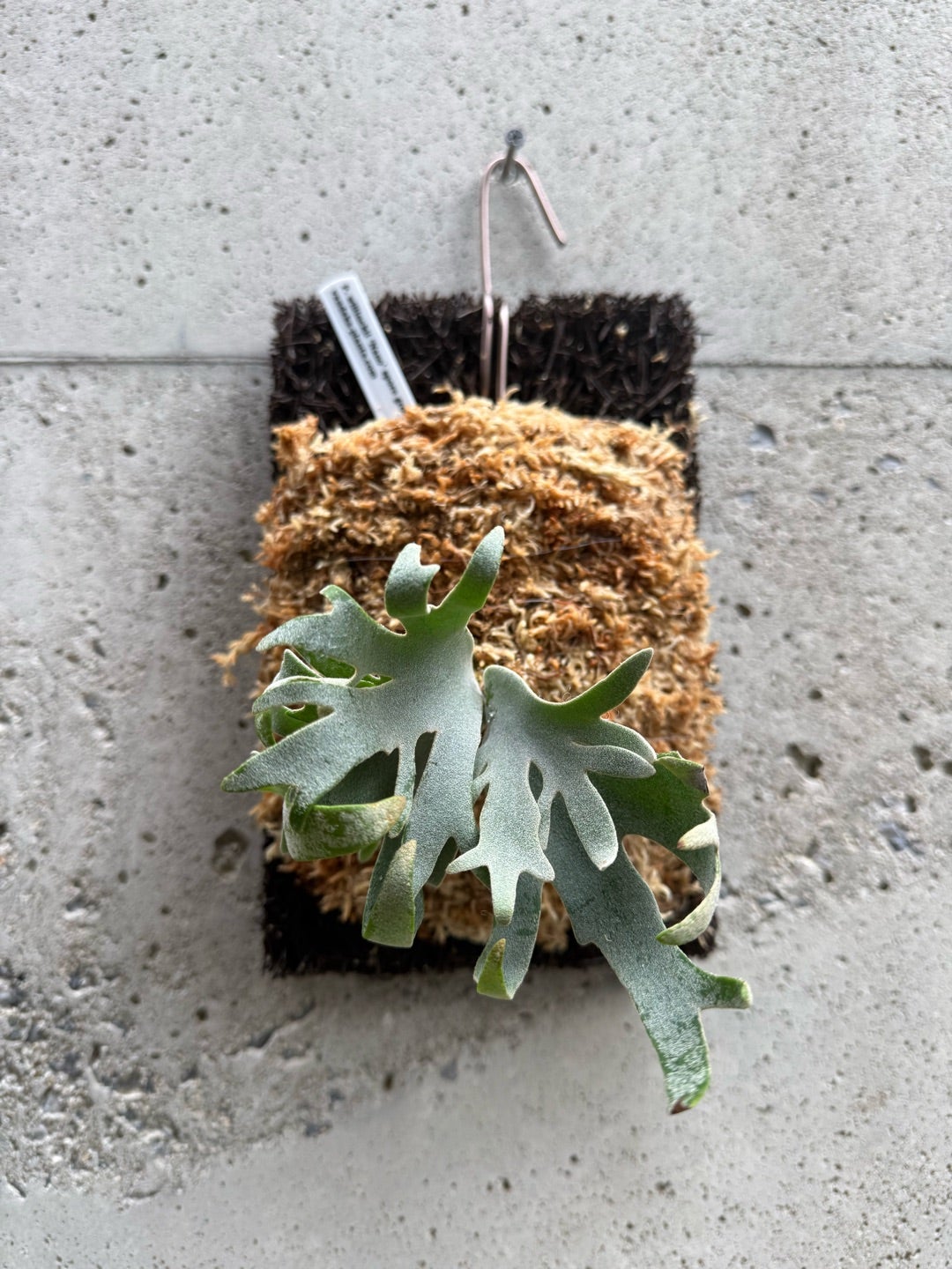 ビカクシダ ナノ（P. willinckii 'Nano' spore) | calmplantsの