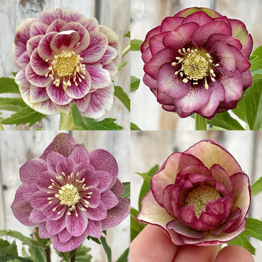 この後20時〜♪＊広瀬園芸さんのソレイユが販売されます♡ | ꧁癒しの庭꧂