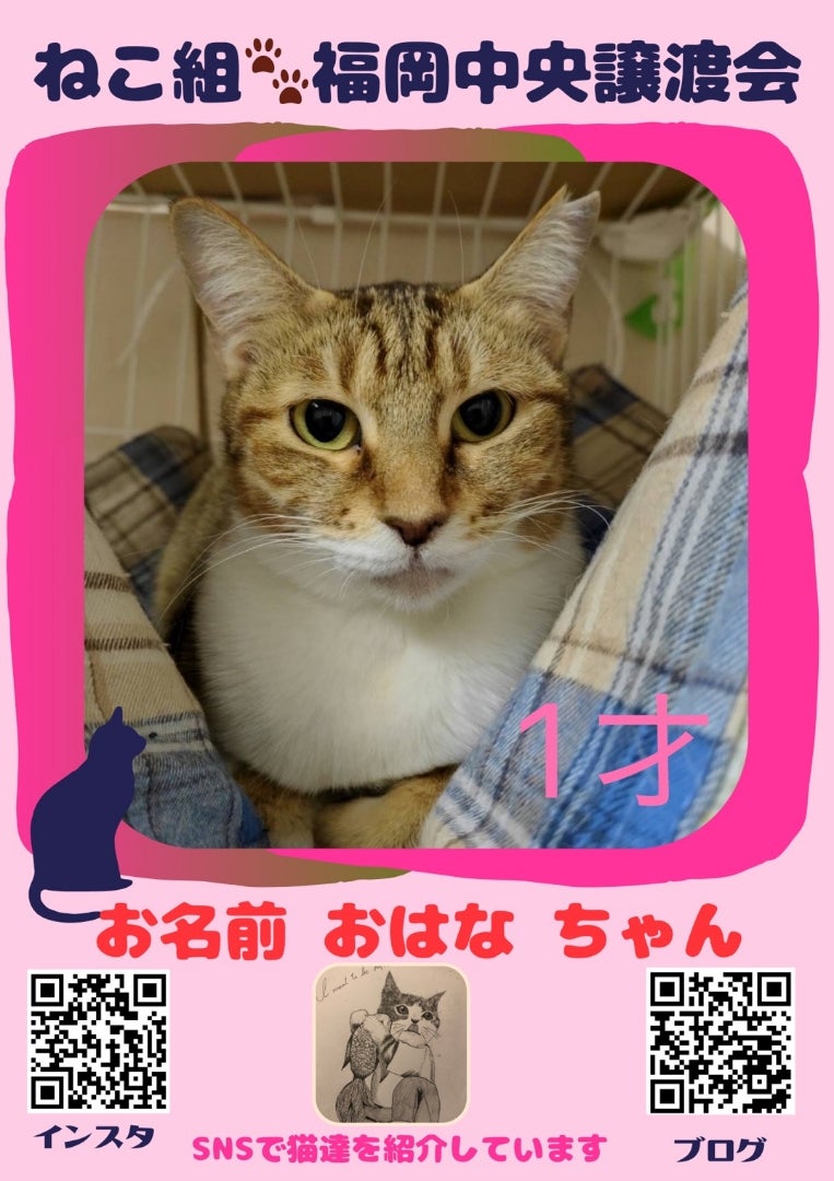 2/8（日）参加猫紹介 | ねこ組福岡中央譲渡会の参加猫たち❤️