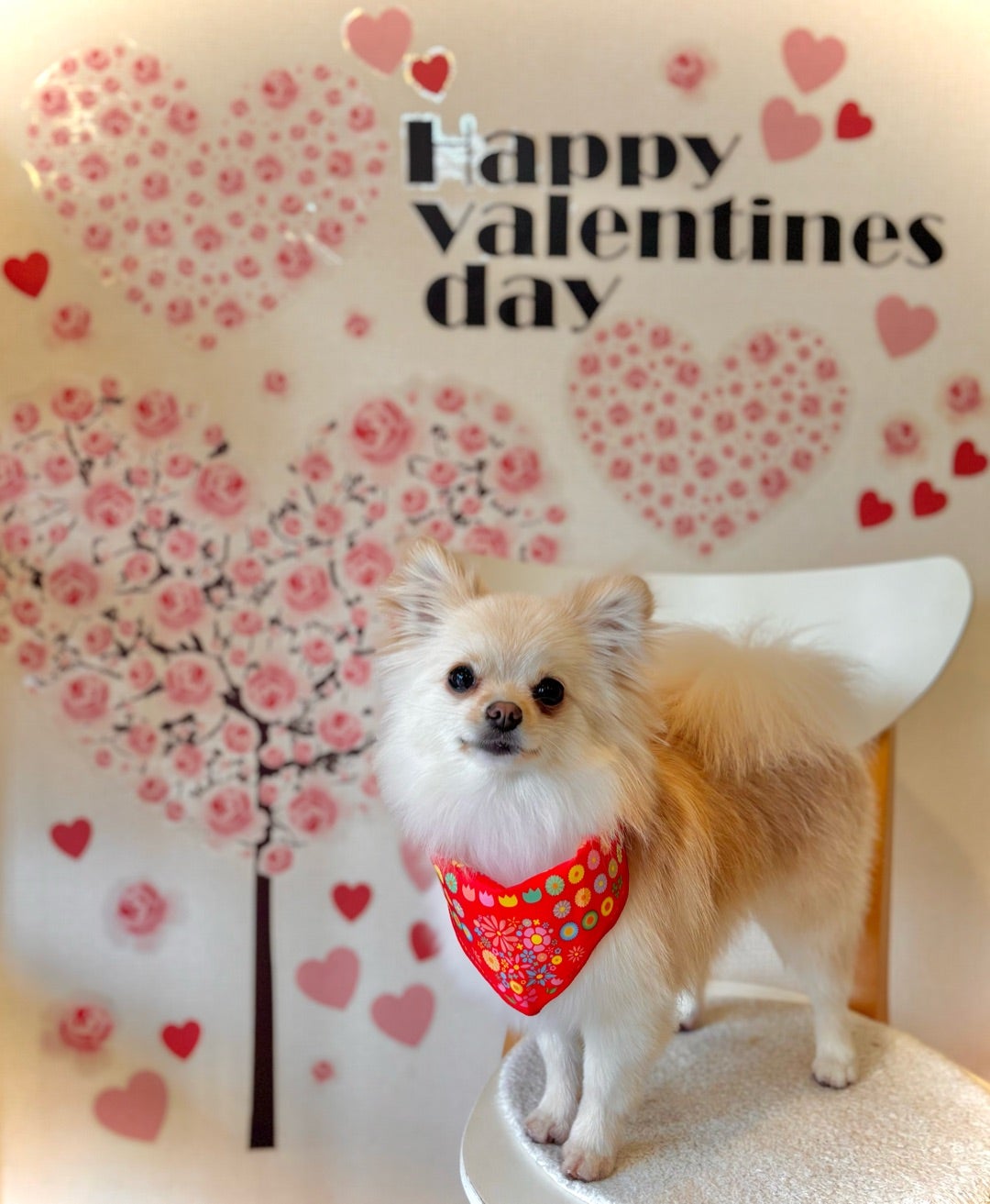 2/7のわんこ⭐️その① | POCORON のブログ