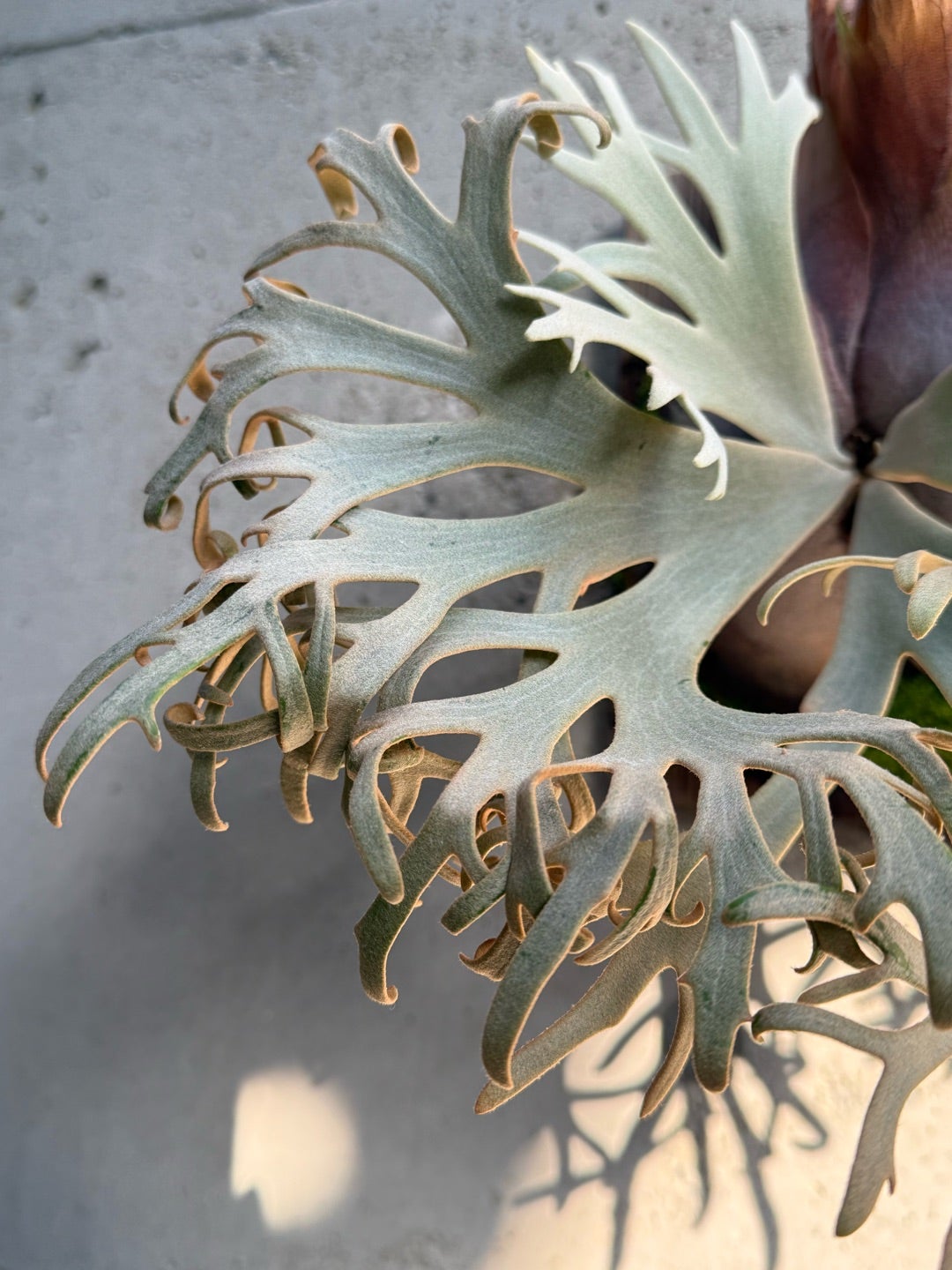 その後のビカクシダ ジェニー（P. willinckii Jenny TC) ③