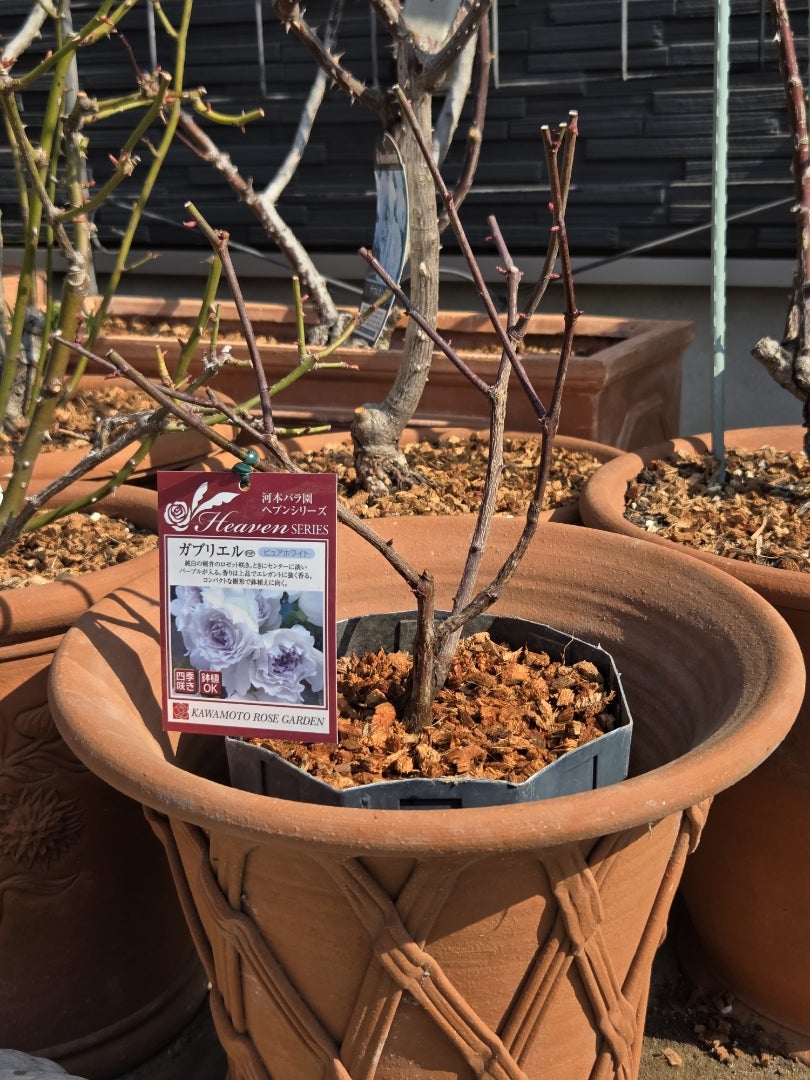 クリスマスローズとバラ、花苗植えて挿し木の鉢上げ | dufy-moneのバラ庭
