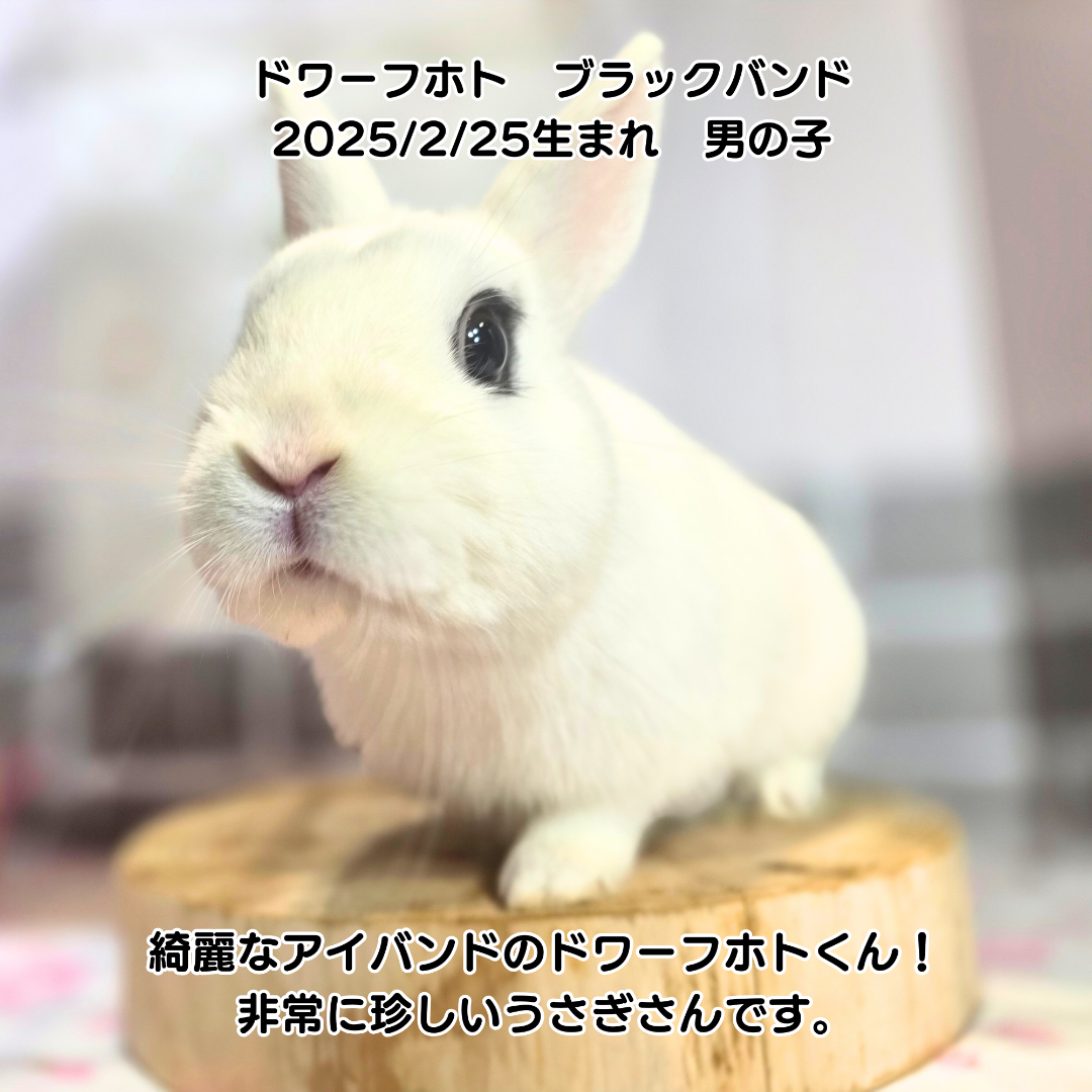 ⭐子うさぎ入店情報⭐ | 札幌のうさぎ専門店“mon Lapin”のブログ