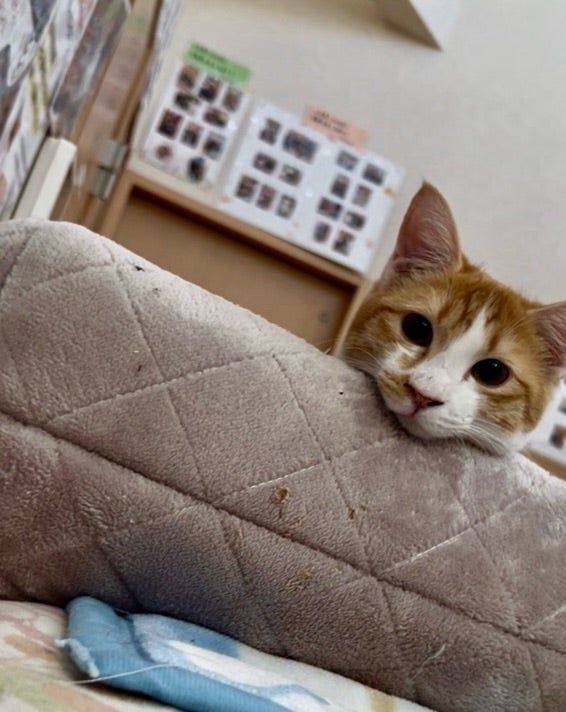 モーニングニャン えいちゃん部屋 】 | 社)アニマルエイド 事務局