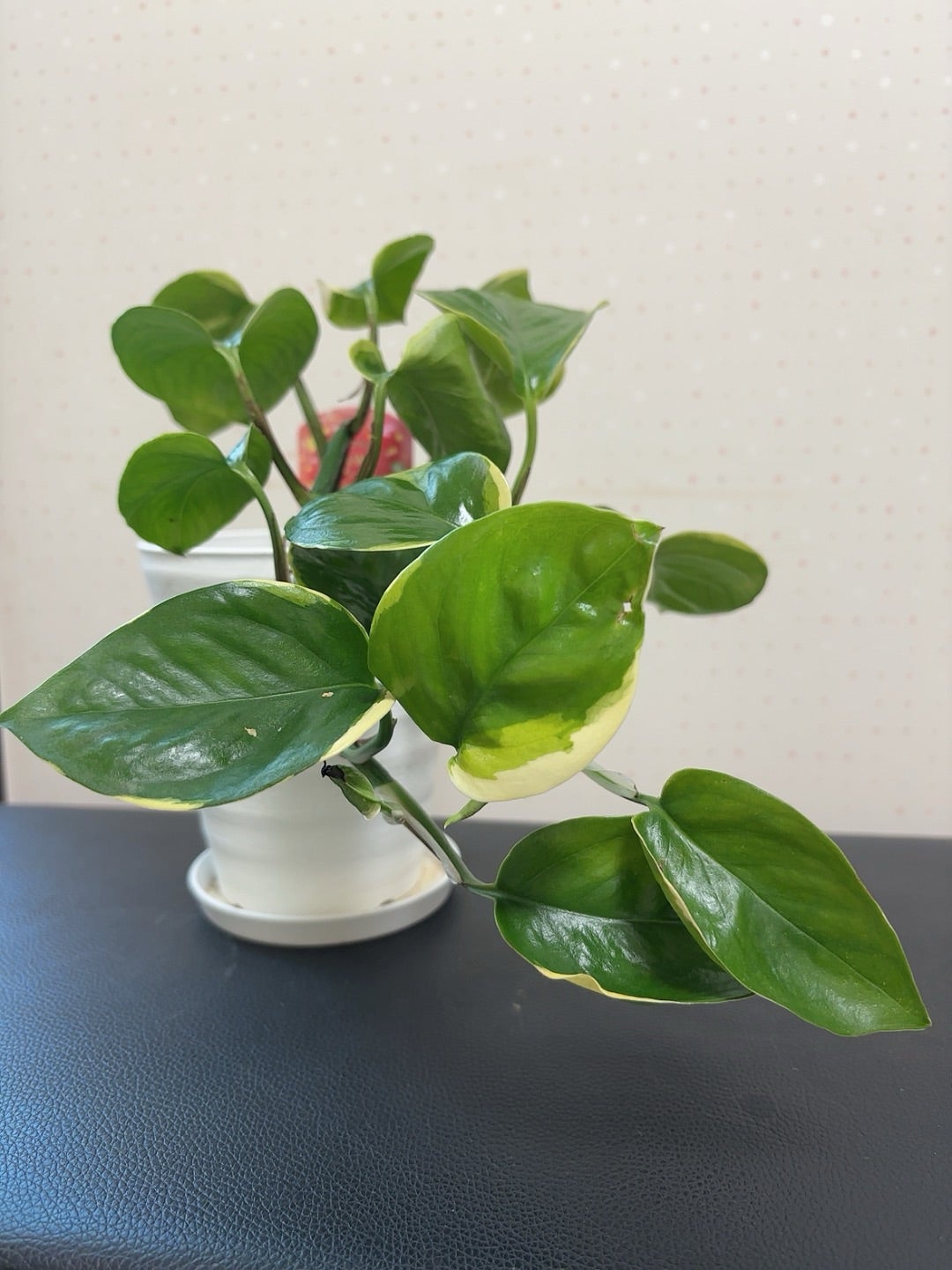 AWドリームポトス | ❤️植物に心をトラレマシタ❤️