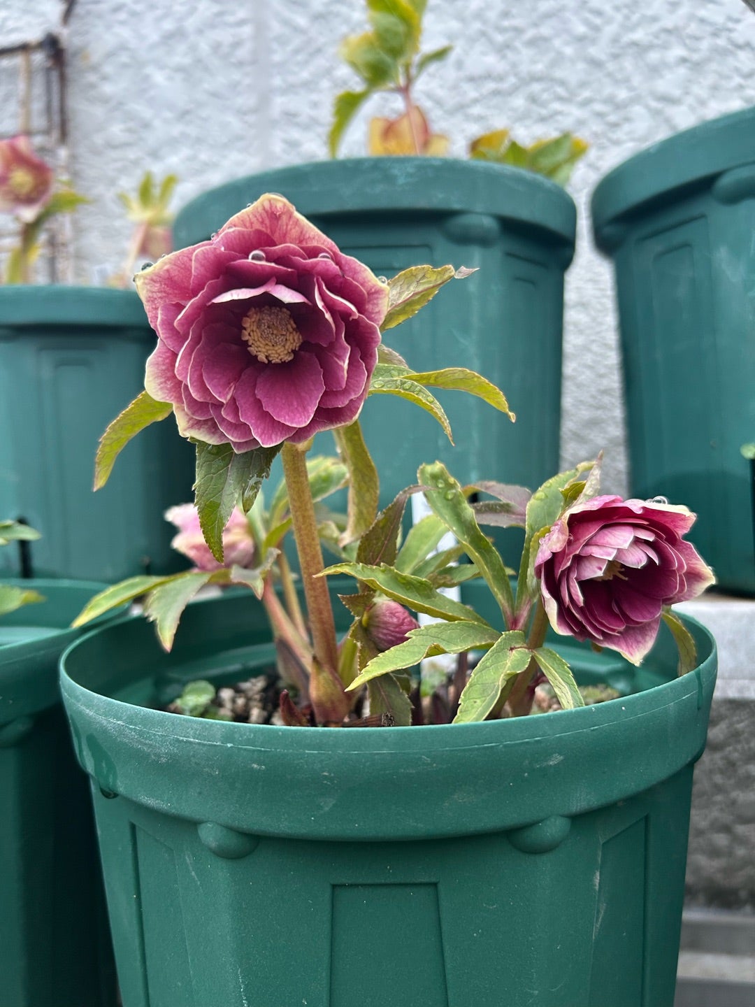 今朝のクリスマスローズ＊ソレイユはどこに⁈ | Kazumi's Diary