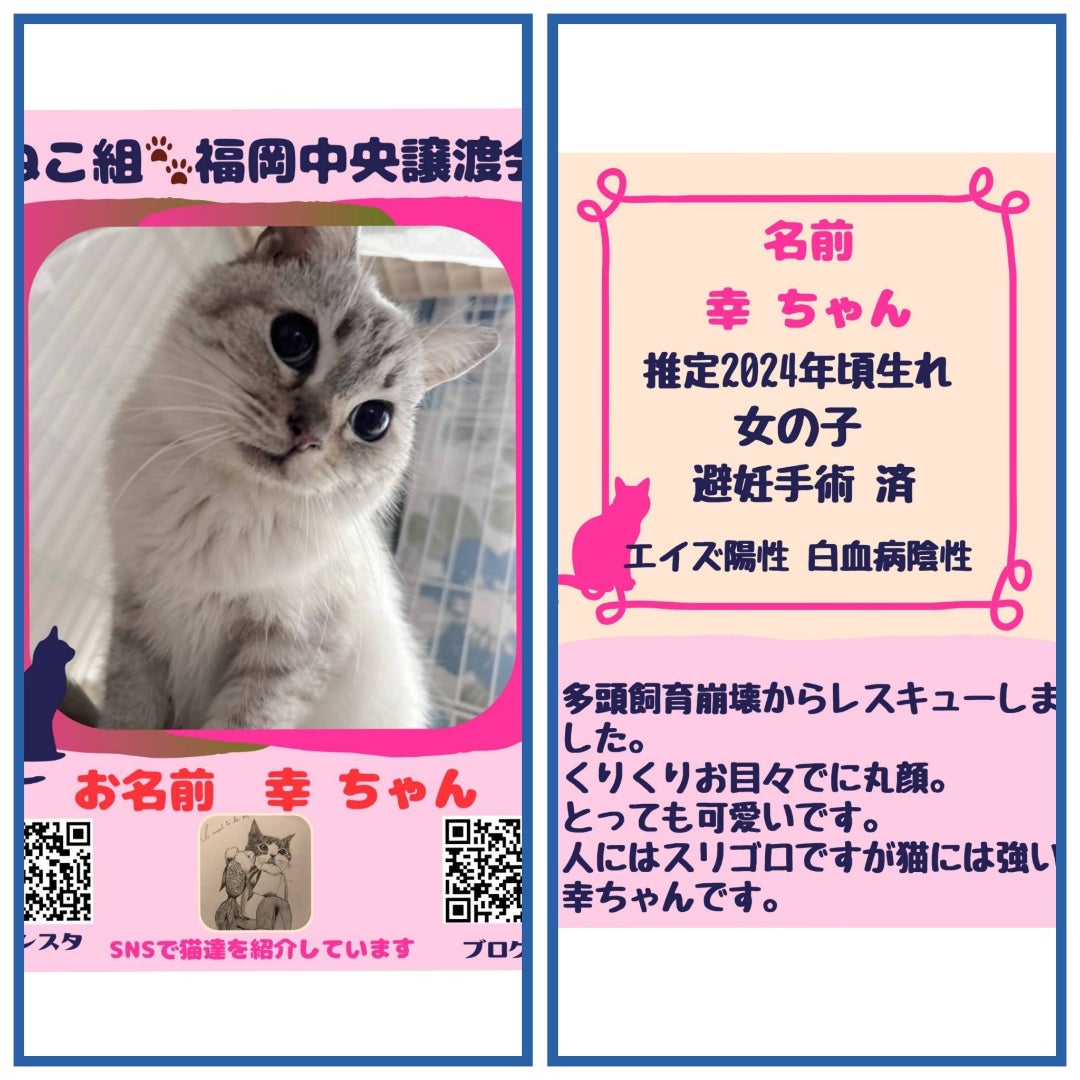 2/22（日）参加猫紹介 | ねこ組福岡中央譲渡会の参加猫たち❤️