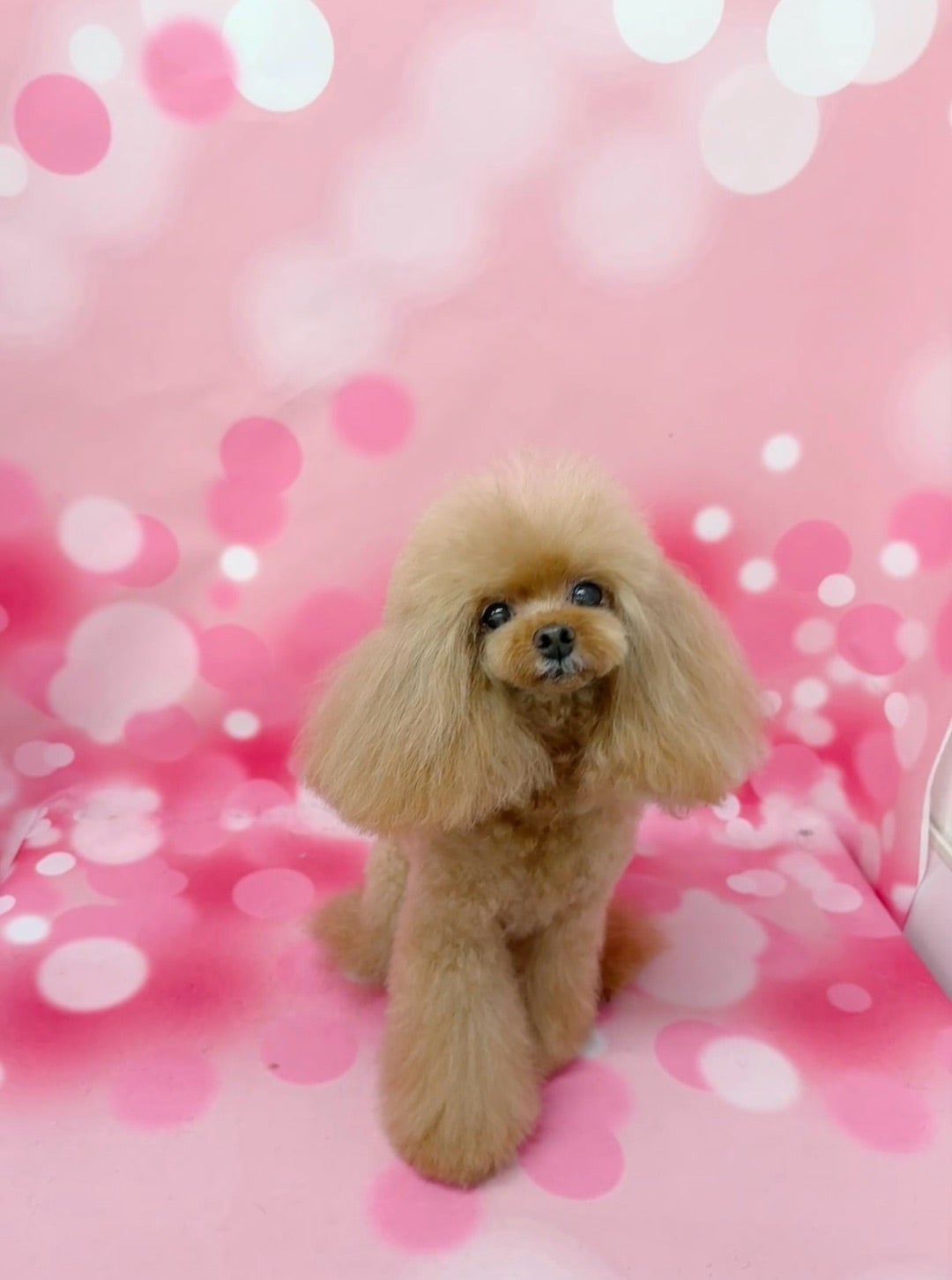 2/21のわんこ | petsalonbonbondogのブログ