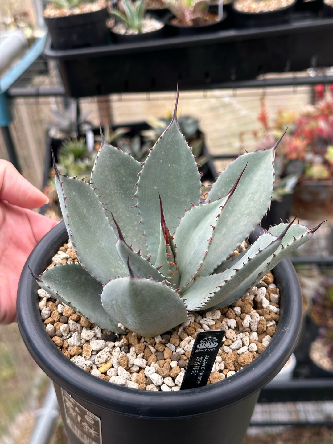 アガベ パリー 吉祥天と姫吉祥天 | つべるふブログ 多肉生活 2021〜