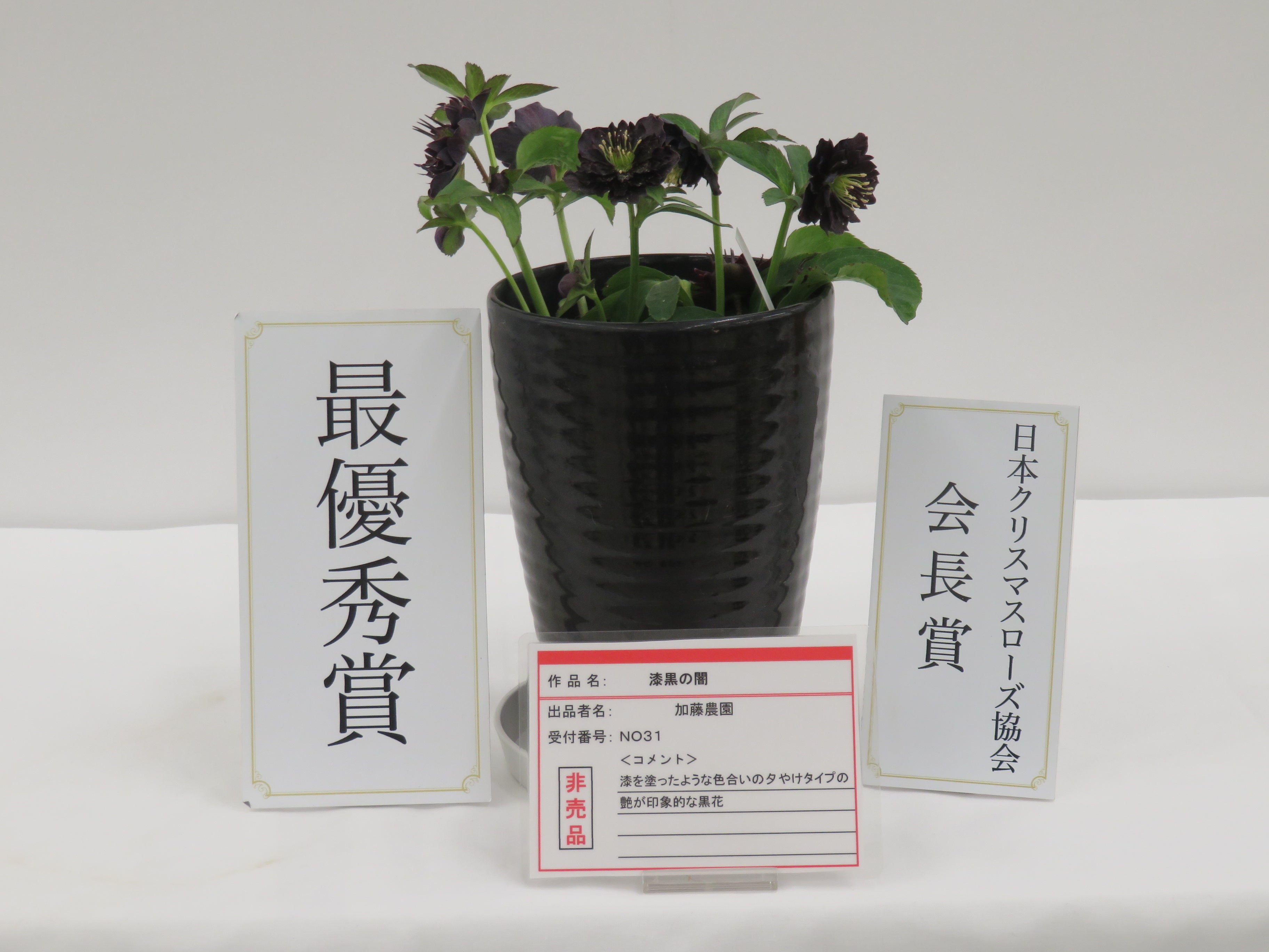 今日のクリスマスローズ 2月22日 ＼(^^)／ | 加藤農園のブログ