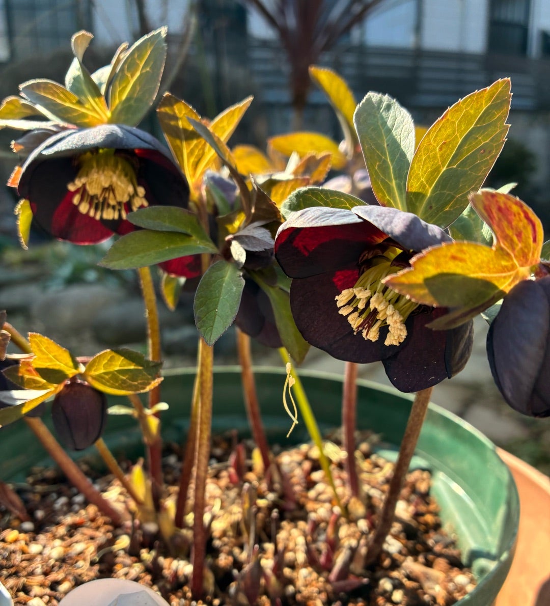 クリスマスローズ色々、アンナズレッドの開花 | マリフラワー