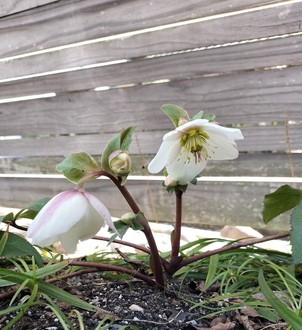 今年は蕾いっぱいのクリスマスローズ | 雑木の庭でガーデニング