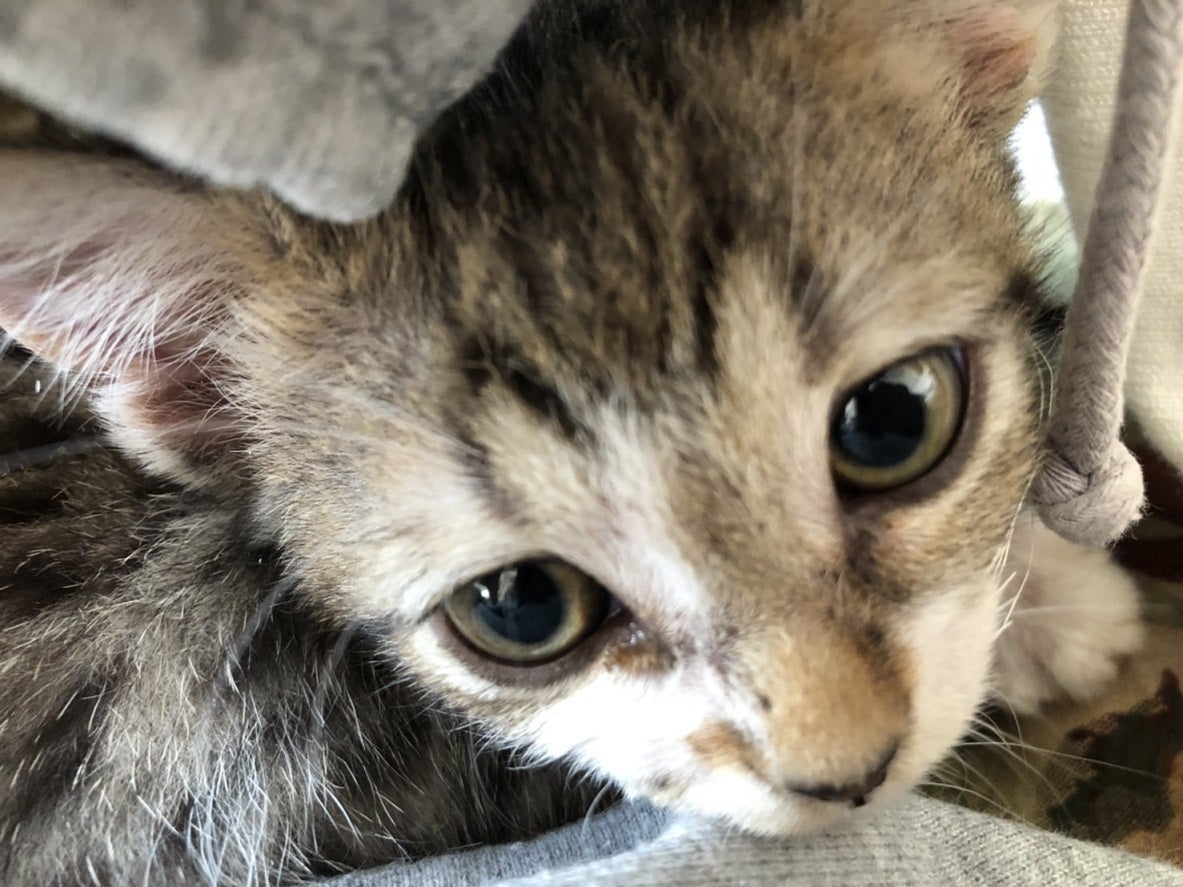 憧れの東京ボンバーズ！小泉博様！ | mikkoの愛LOVE♡ボクシング