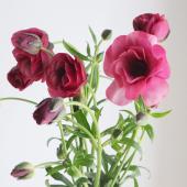 生花】ラナンキュラス ラックス ティーバ(パープル系)【OT】 - 花材