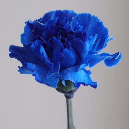 生花】輸入カーネーション ティントロイヤルブルー(濃い青)【OT】 - 花