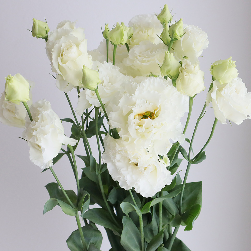 生花】トルコギキョウ (白・八重フリンジ)ボヤージュ、セレブなど【OR