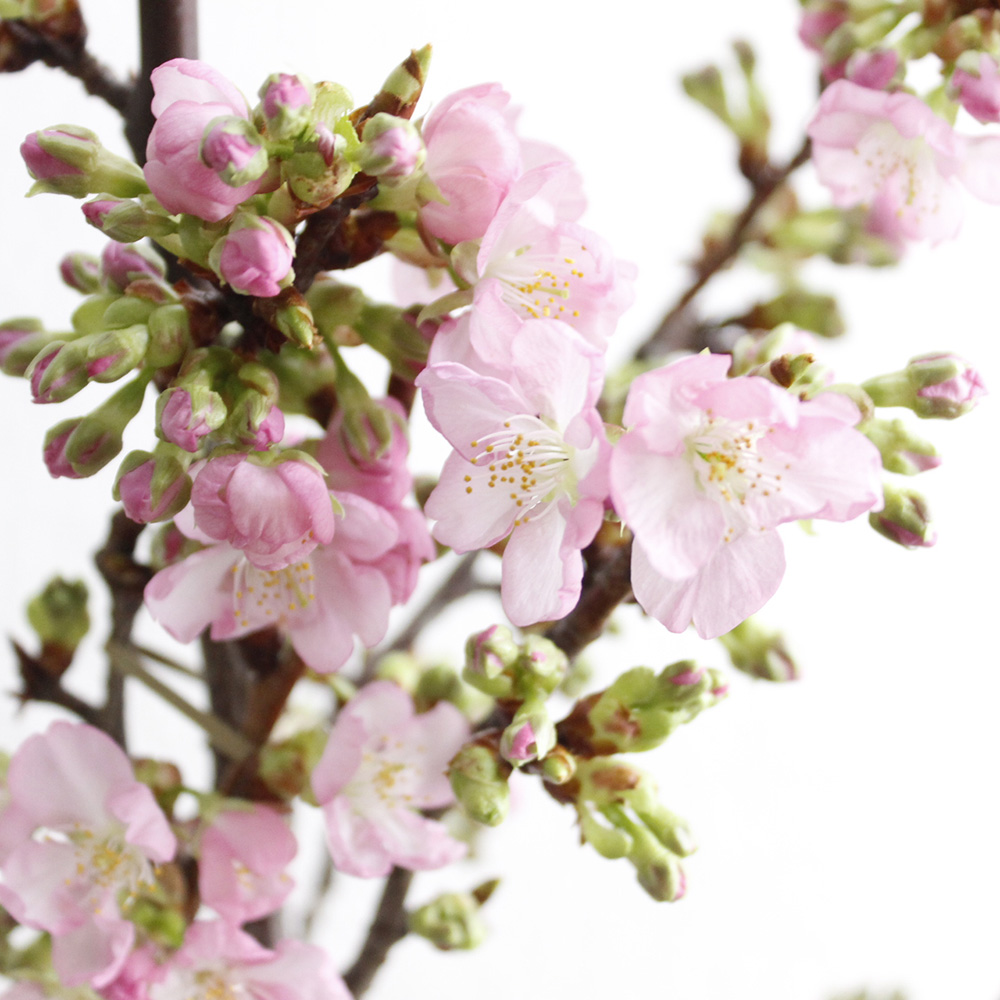 直前】河津桜(1M程度)埼玉県など - 花材通販はなどんやアソシエ
