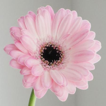 生花】【さぎやま】ガーベラ マルディーニ(淡ピンク芯黒)【FJ】 - 花材