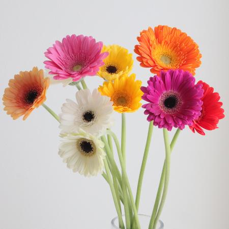 生花】【さぎやま】ガーベラ バラエティMix(ジェルミニふつうサイズ