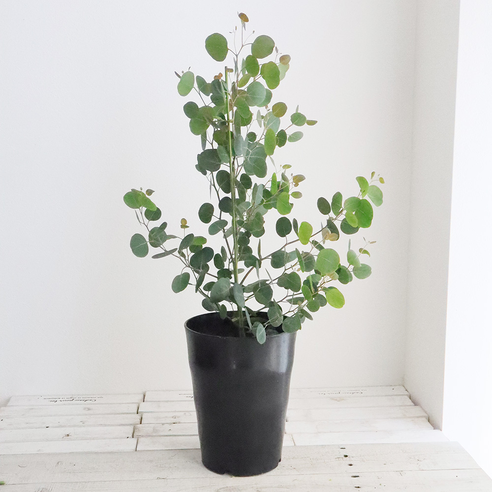 送料無料】【生花/即納】ユーカリ ポポラス 7寸鉢 ※北海道・九州・沖縄