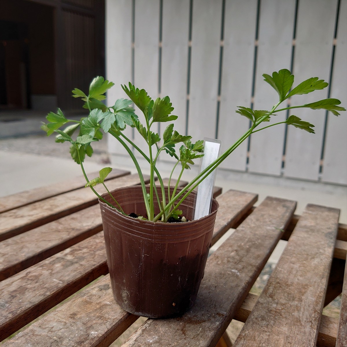 送料無料】【生花/直送】ハーブ苗 イタリアンパセリ ※ お届け日指定