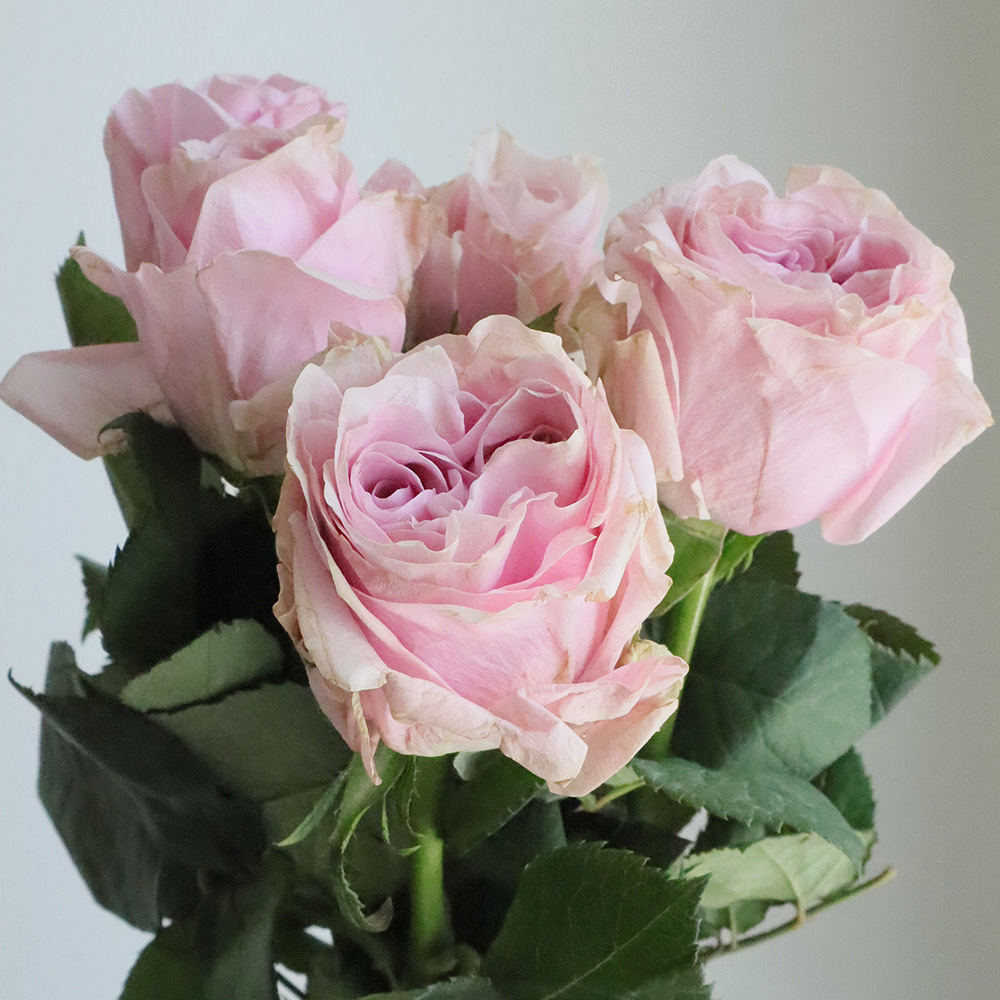 生花】ケニアローズ アディクテッドツーラブ 60センチ程度 - 花材通販