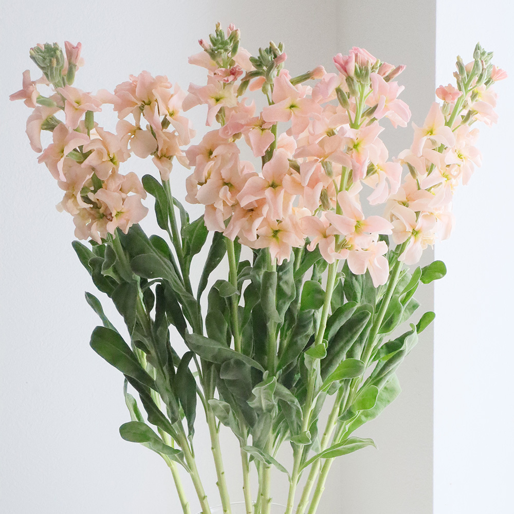 直前!】一重咲きストック(アプリコット/1本立ち)【生花】 - 花材通販は