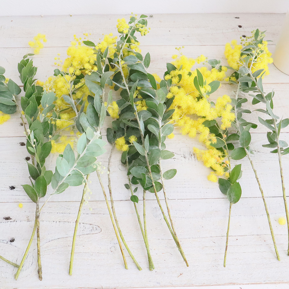 生花】長作園の真珠葉ミモザアカシア 50cm 商品説明を必ずご確認下さい