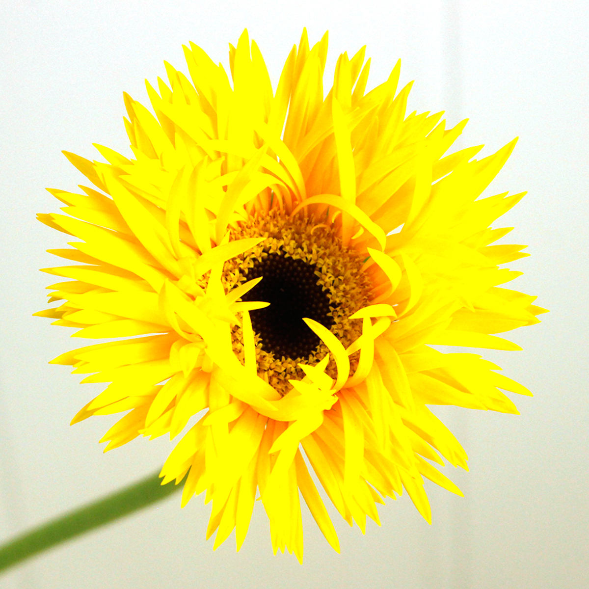 生花】さぎやまガーベラ おまかせミックス - 花材通販はなどんやアソシエ