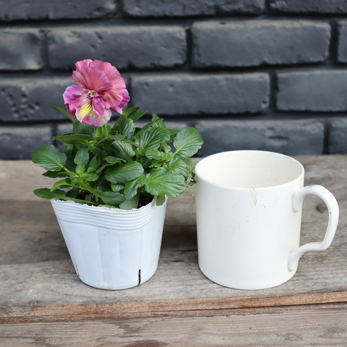 生花/即納】八重咲パンジー ルナ・ドゥーブル 3.5寸 色おまかせ【PI/NS