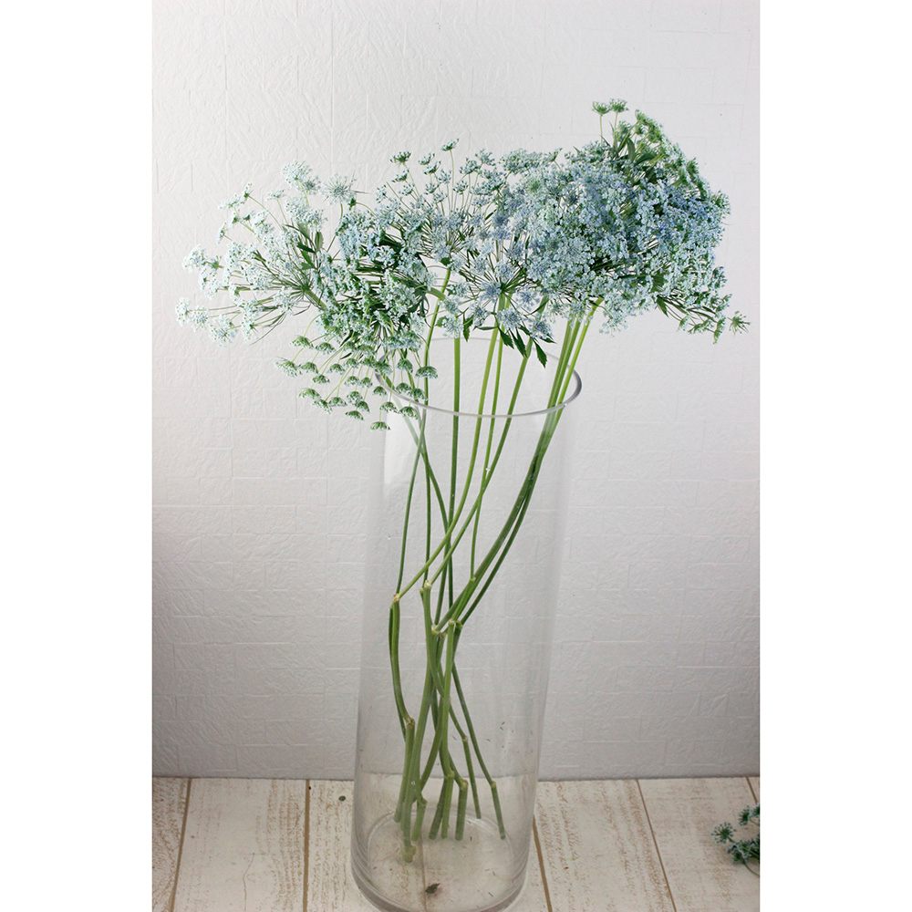 直前!!!】レースフラワー(水色染め) 青木園芸【生花】 - 花材通販は