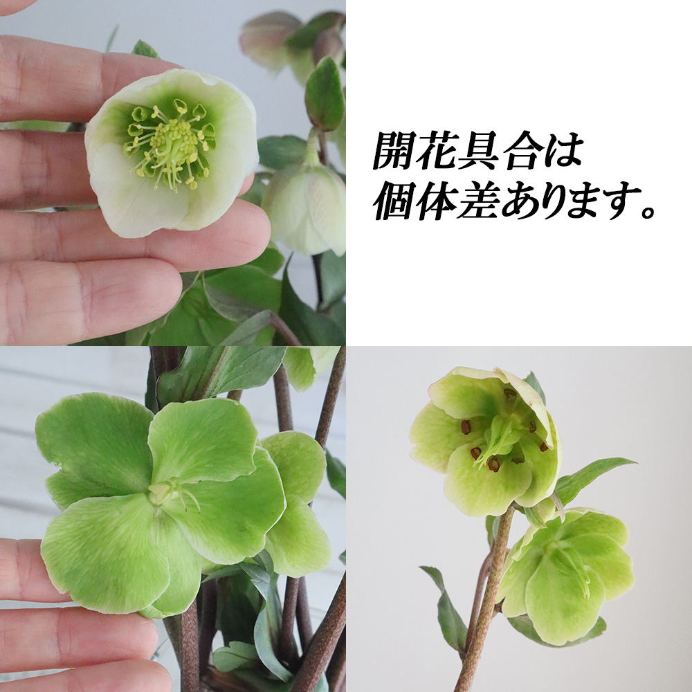 生花】クリスマスローズ マグニフィセントベル 30cm〔グリーン系 小輪