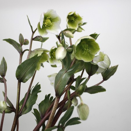 生花】クリスマスローズ マグニフィセントベル 30cm〔グリーン系 小輪