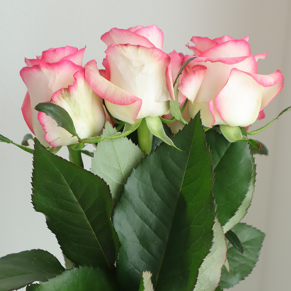 【直前!!】母の日☆バラ ジュミリア 複色:白×ピンク 60センチ 【生花