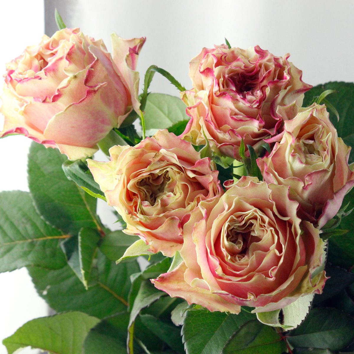 生花】ケニアローズ スプラッシュアイ(ピンク/中心緑) 60cm 【OR-82