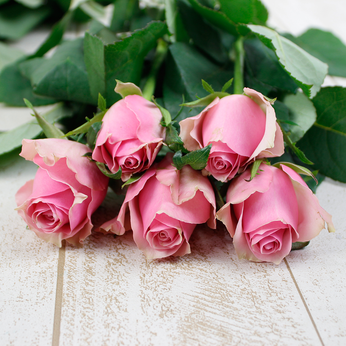 生花】ケニアローズ セレブ (ピンク) 50cm～ 【早締切-74】 - 花材通販