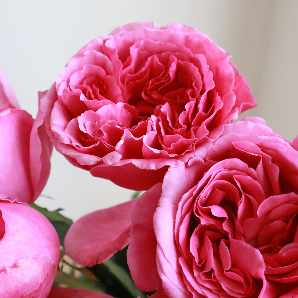 08直前】バラ アロマティーク(濃いピンク)強香 60cm ヒマワリ農協